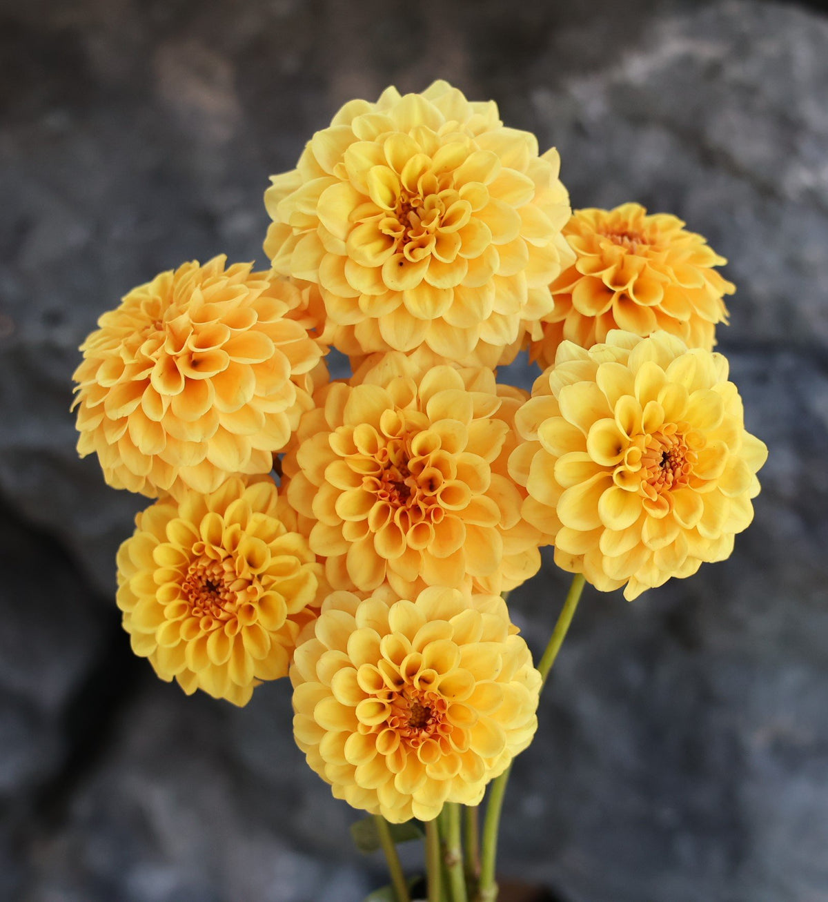 Golden Sceptor dahlia tuber