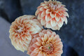 Bracken Palomino dahlia tuber
