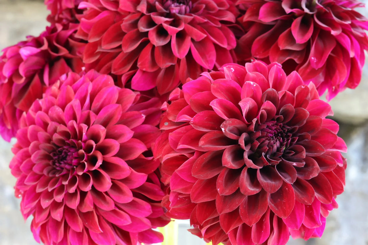 Shadow Cat dahlia tuber