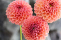 Snoho Jojo dahlia tuber