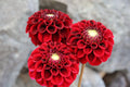 Spooktacular dahlia tuber