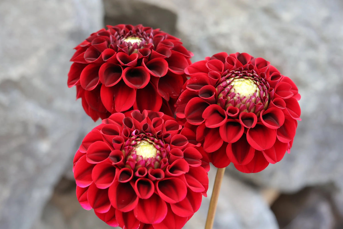 Spooktacular dahlia tuber