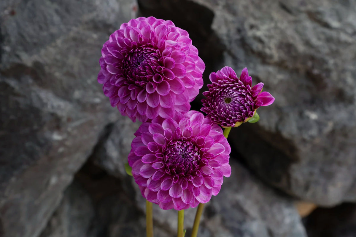 Ultimate Cut Flower Pack dahlia bloom, additional photo
