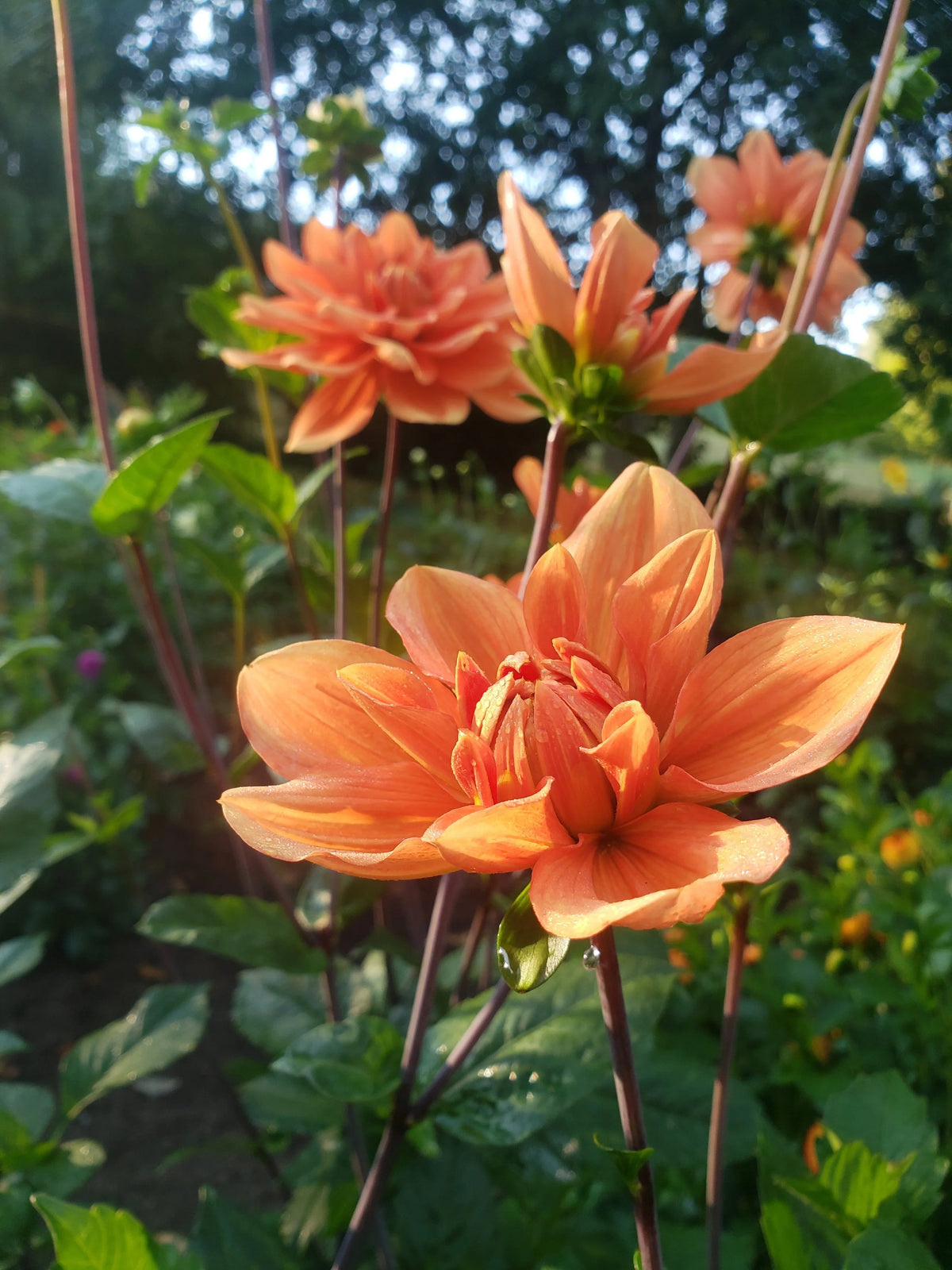 Teddy dahlia bloom, alternate view