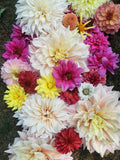 Mystery tubers(3pack) dahlia tuber