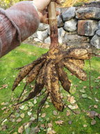 Mystery tubers(3pack) dahlia bloom, alternate view
