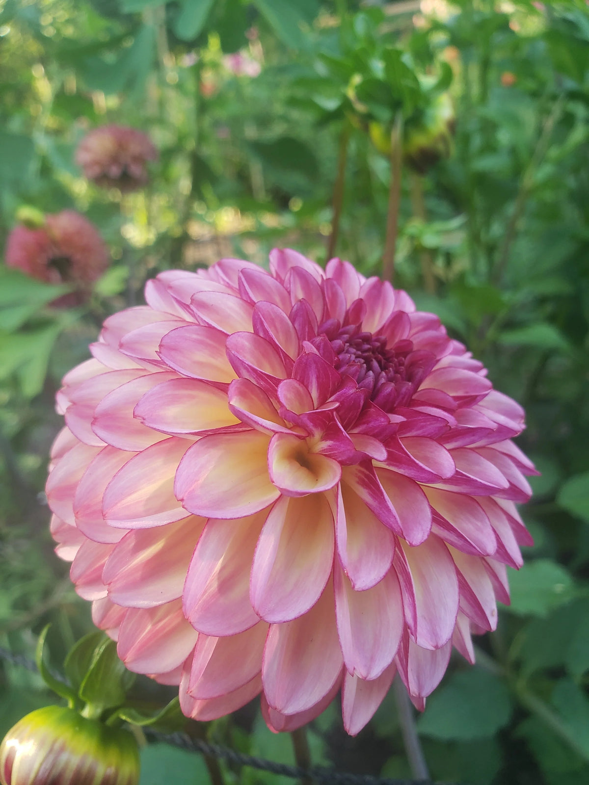 Foxy Lady dahlia bloom, alternate view
