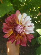 Caribbean Fantasy dahlia bloom, alternate view