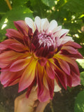 Caribbean Fantasy dahlia tuber