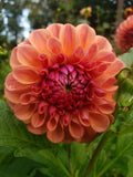 Chewy dahlia tuber