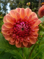 Chewy dahlia tuber