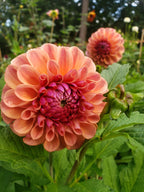 Chewy dahlia bloom, alternate view