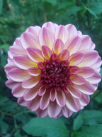 Foxy Lady dahlia flower, another view of the bloom
