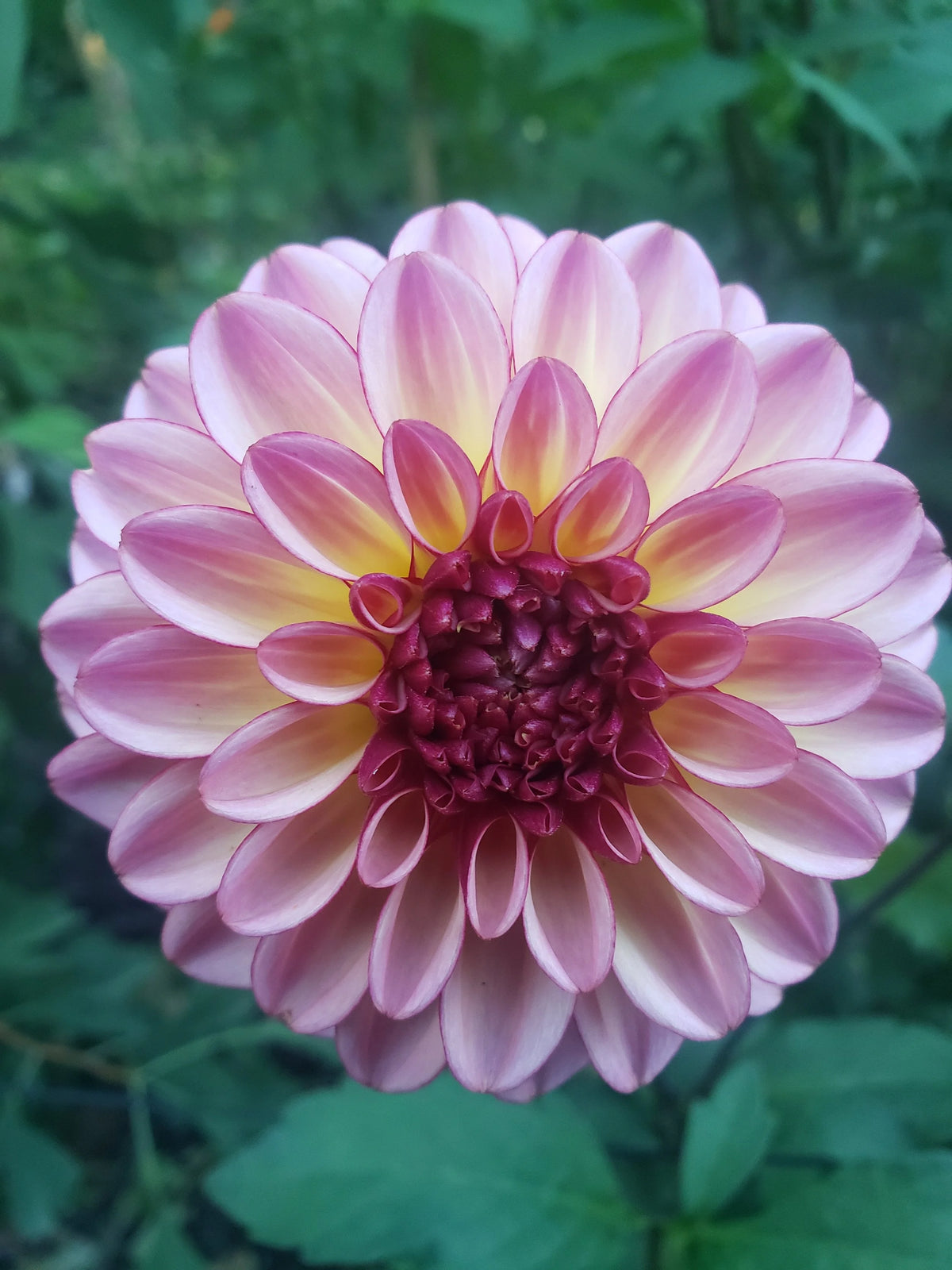Foxy Lady dahlia flower, another view of the bloom