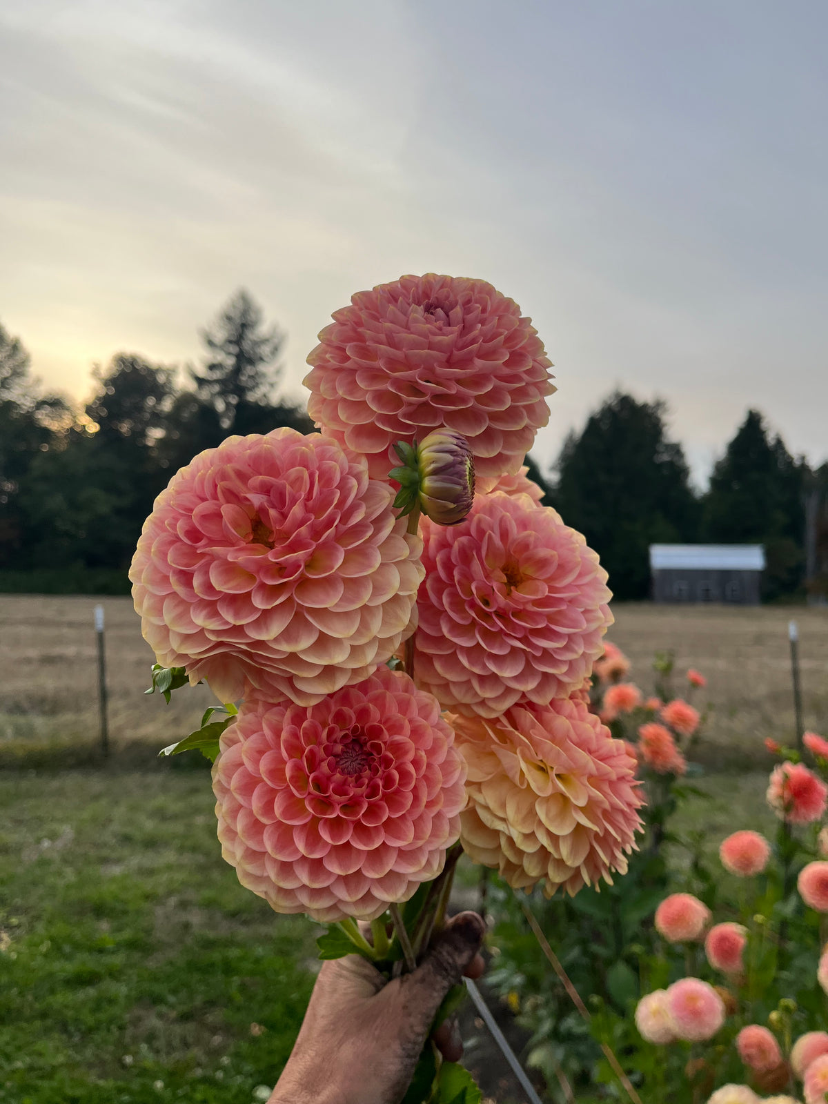 A hand holds a bouquet of large pink and peach dahlia flowers in a garden field with trees and a cloudy sky in the background.