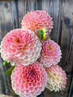 A cluster of blooming pink dahlia flowers with pale cream edges, set against a rustic dark wood plank background.