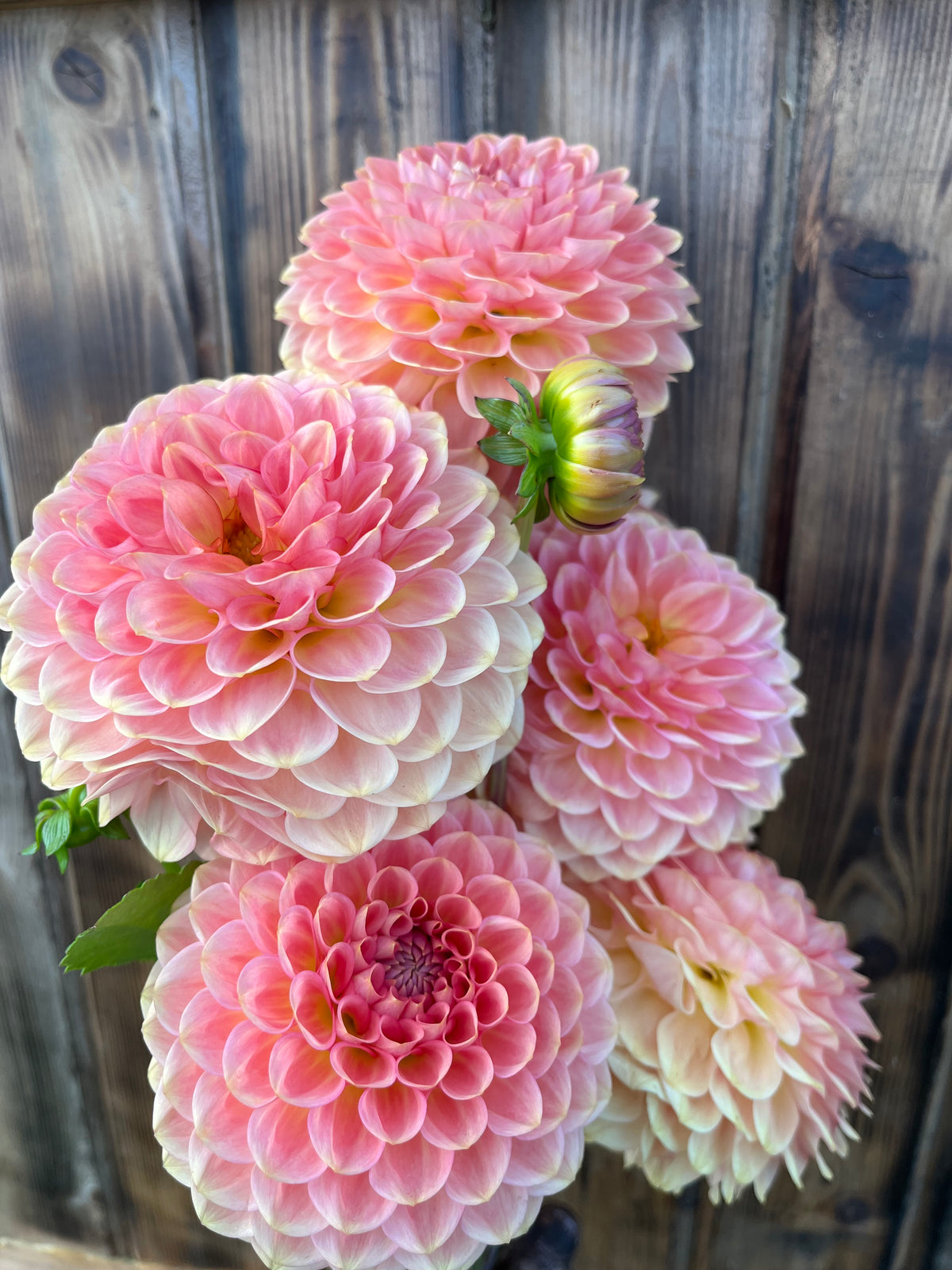 A cluster of blooming pink dahlia flowers with pale cream edges, set against a rustic dark wood plank background.
