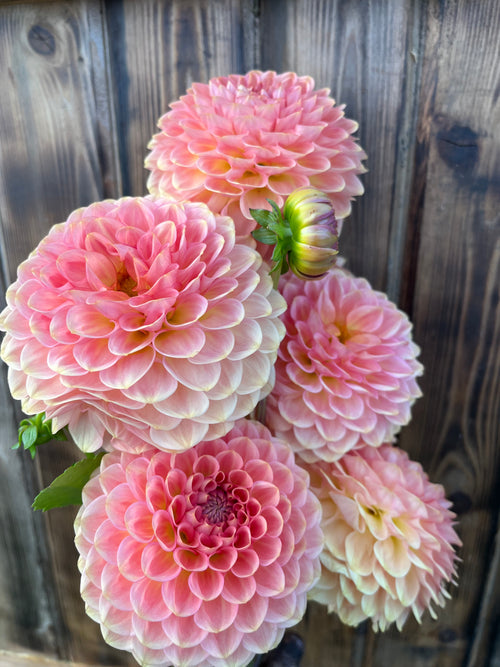 A cluster of blooming pink dahlia flowers with pale cream edges, set against a rustic dark wood plank background.