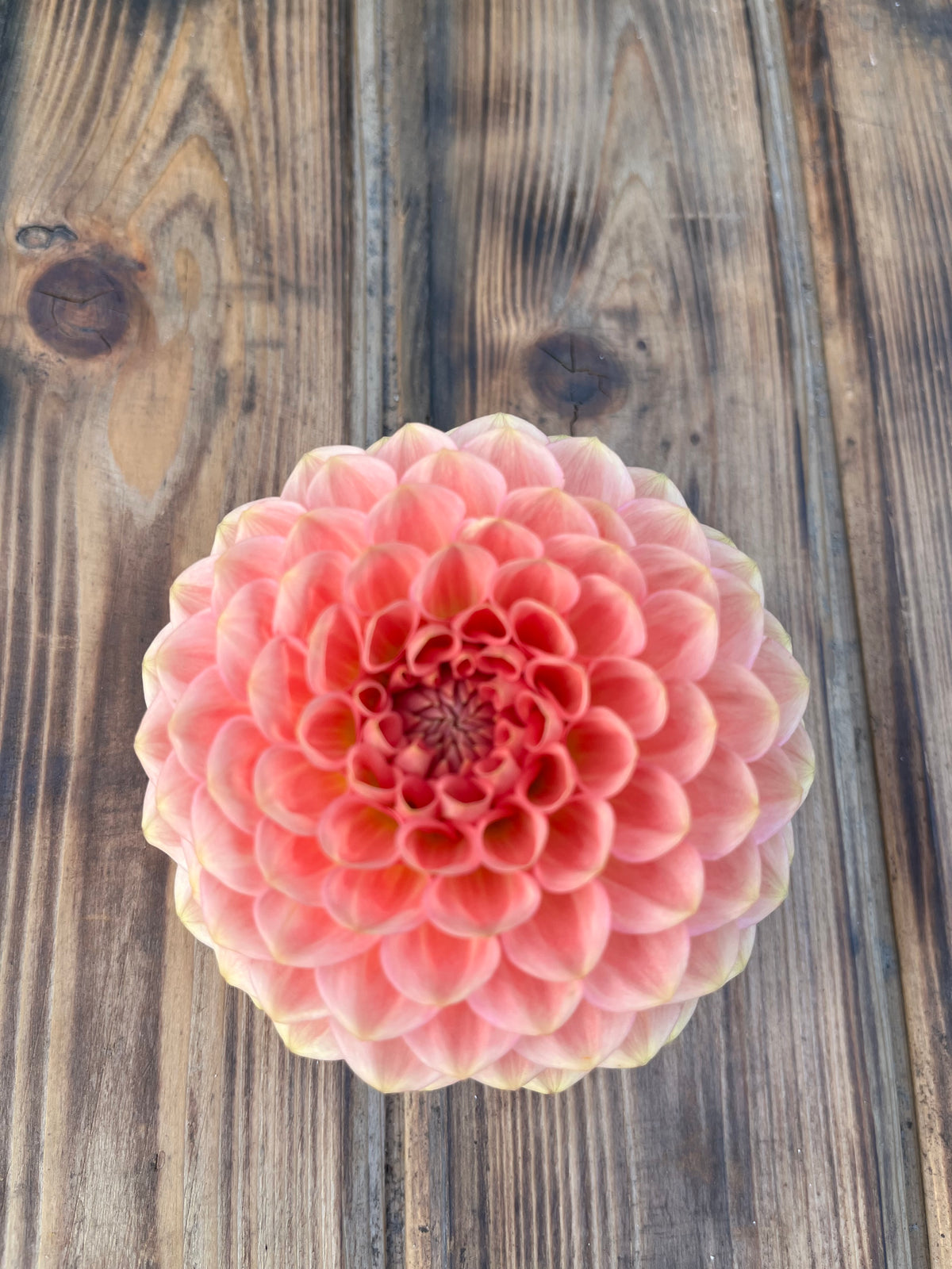 A single large dahlia flower with layered pink petals and pale yellow edges, photographed from above on a rustic wooden surface.