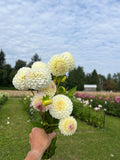 20th Ave Tradition dahlia tuber, a hand holding a bouquet of large cream and pale yellow dahlia flowers in a