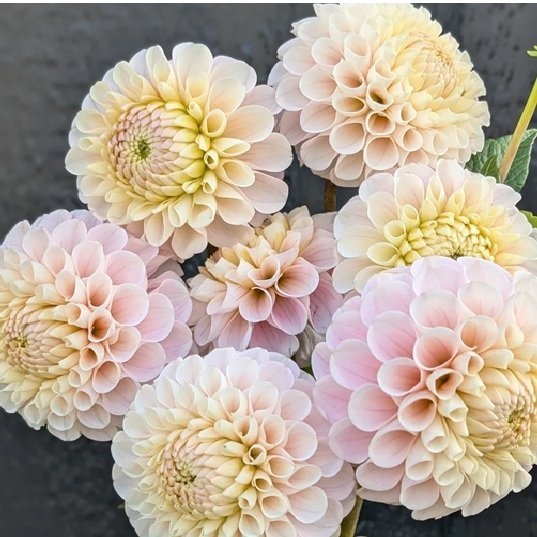 20th Avenue Memory dahlia tuber