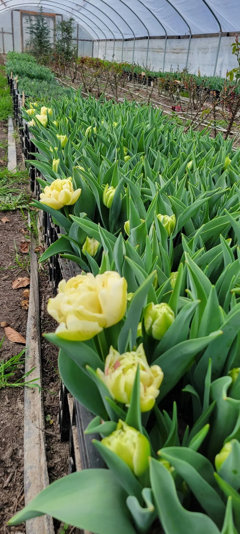 Tulip Avant Garde, Bellingham Flower Farm, alternate view