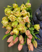 2026 Fancy Tulip Subscription, bouquet subscription from Bellingham Flower Farm, another view