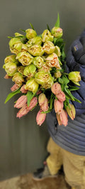 Tulip Paleis Het Loo, Bellingham Flower Farm