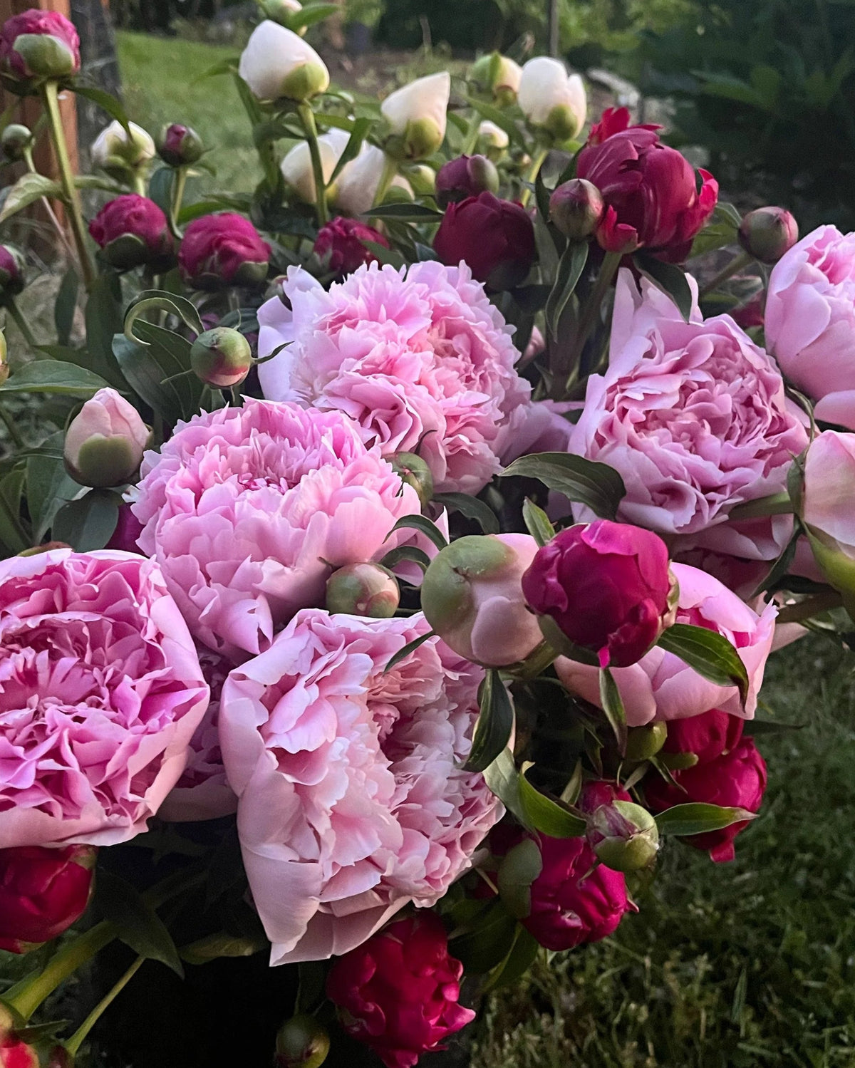 2026 Just Peonies, bouquet subscription from Bellingham Flower Farm