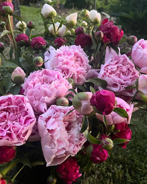 2026 Just Peonies, bouquet subscription from Bellingham Flower Farm