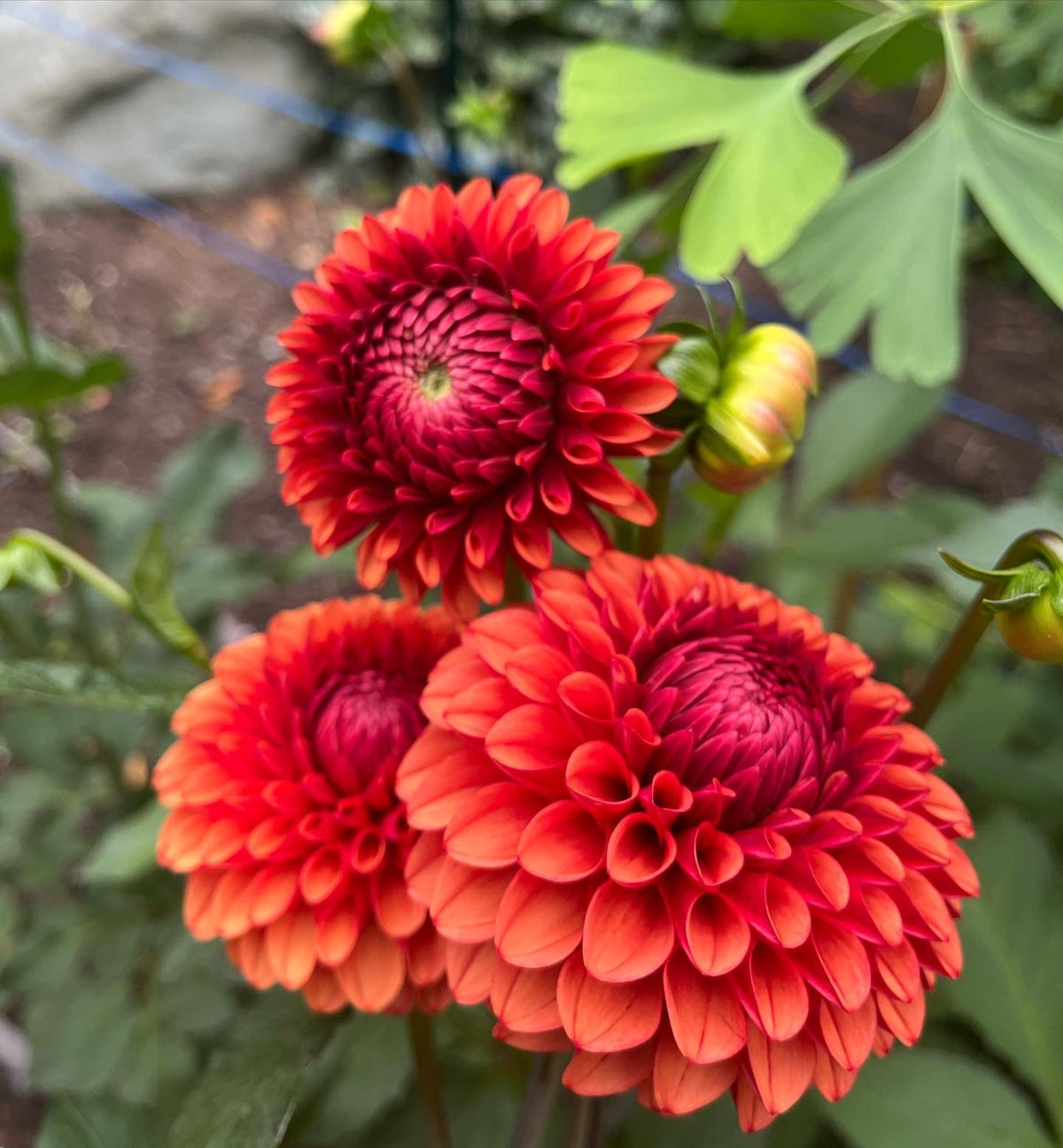 Brown Sugar dahlia tuber