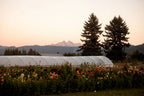 Mother's Day on the Farm at Bellingham Flower Farm