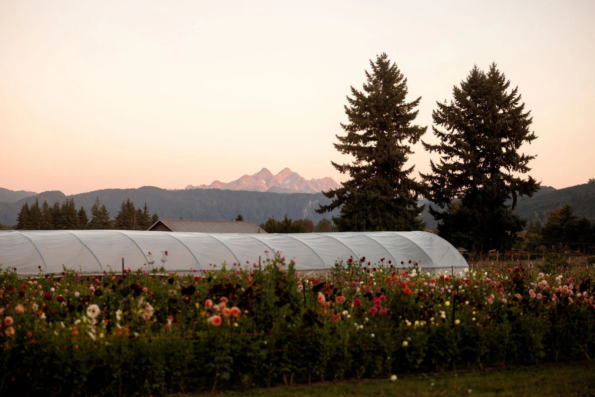 Mother's Day on the Farm at Bellingham Flower Farm