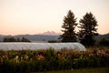 Bellingham Dahlia Festival at Bellingham Flower Farm