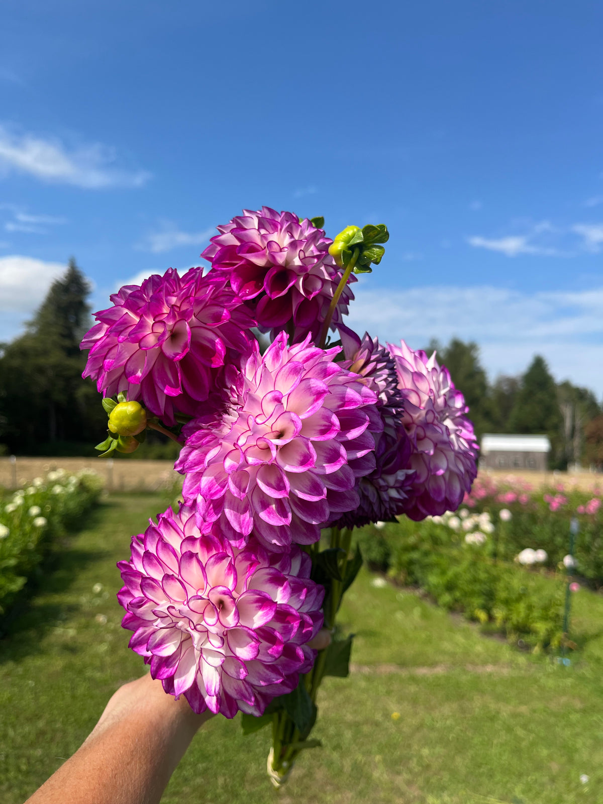 AC Devin dahlia tuber, a hand holding a bouquet of vibrant pink and purple dahlia flowers in a sunny garden