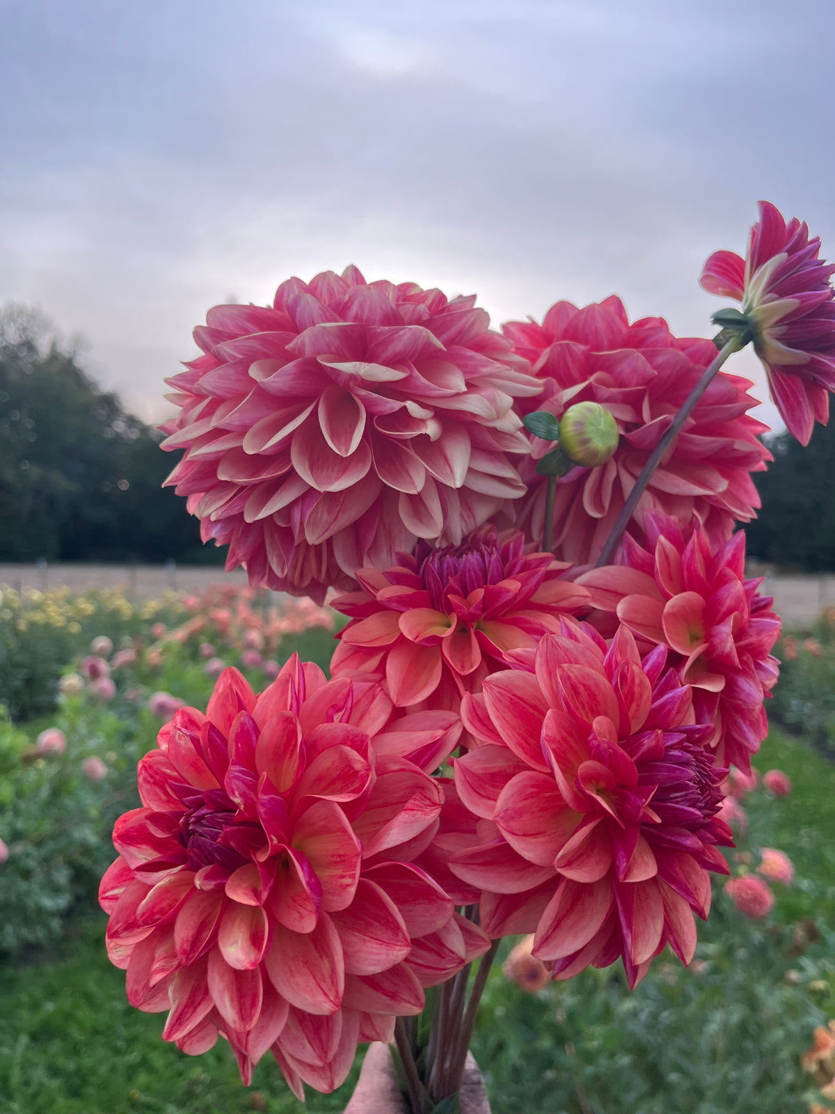 A close-up of a bouquet of blooming pink and red dahlia flowers held outdoors in a flower field under a cloudy sky.