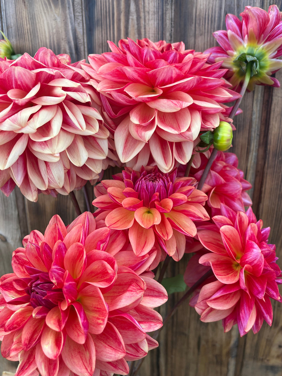 rosy red Dahlia against wood