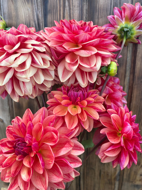 rosy red Dahlia against wood