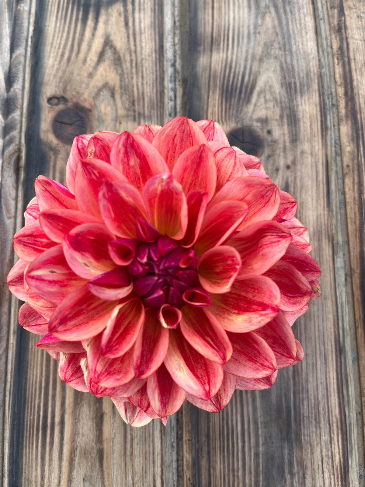 single redish dahlia