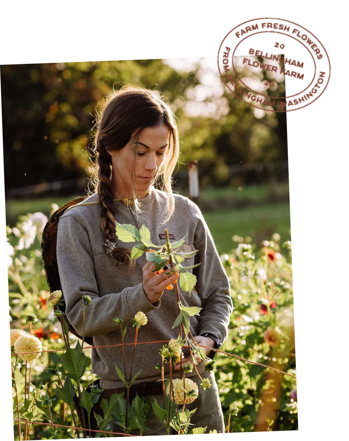 Amber Morrison of Bellingham Flower Farm in the flower field looking at a flower, with her company badge on the top right of the image.