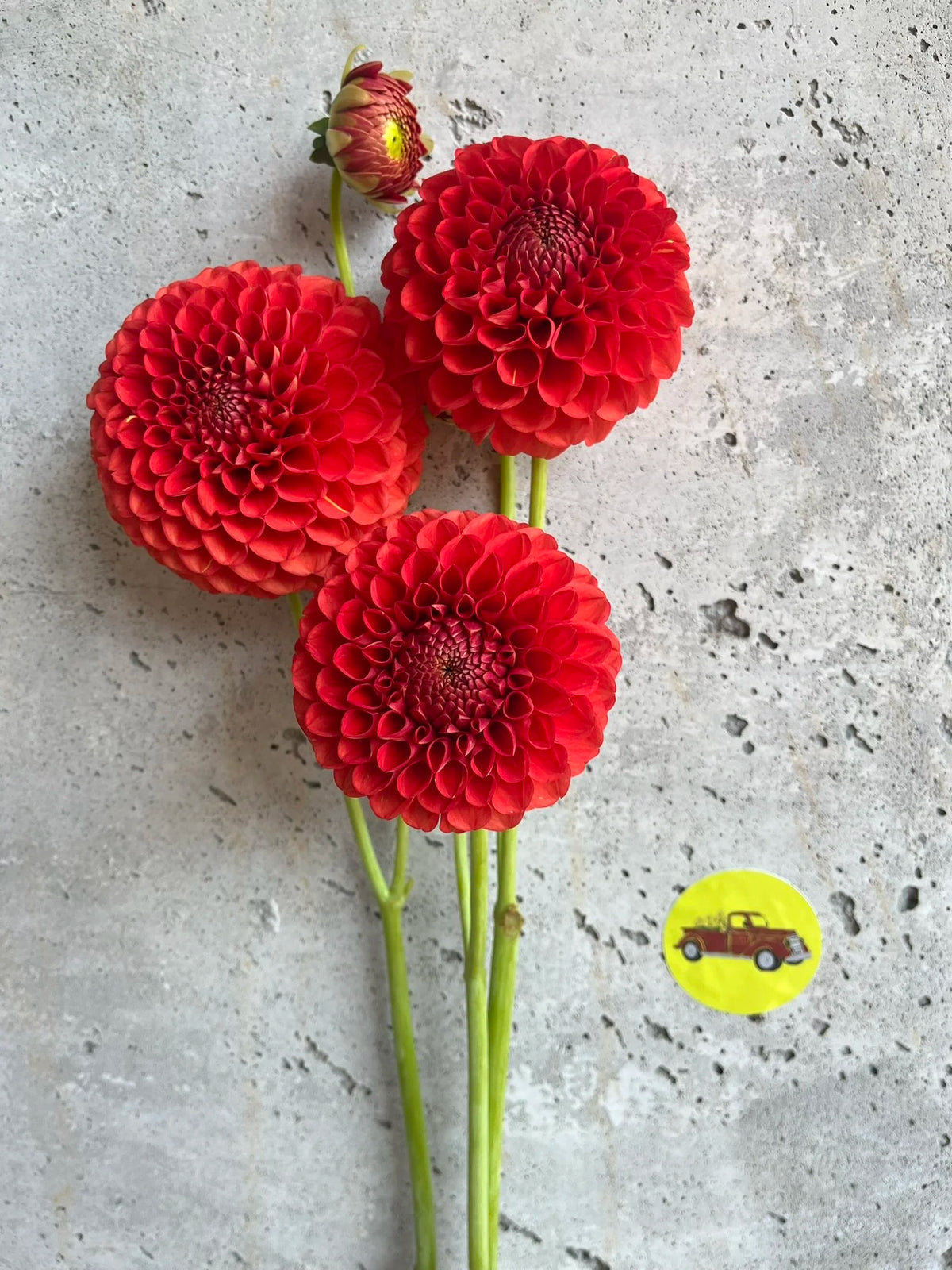 AC Angry Bird dahlia tuber