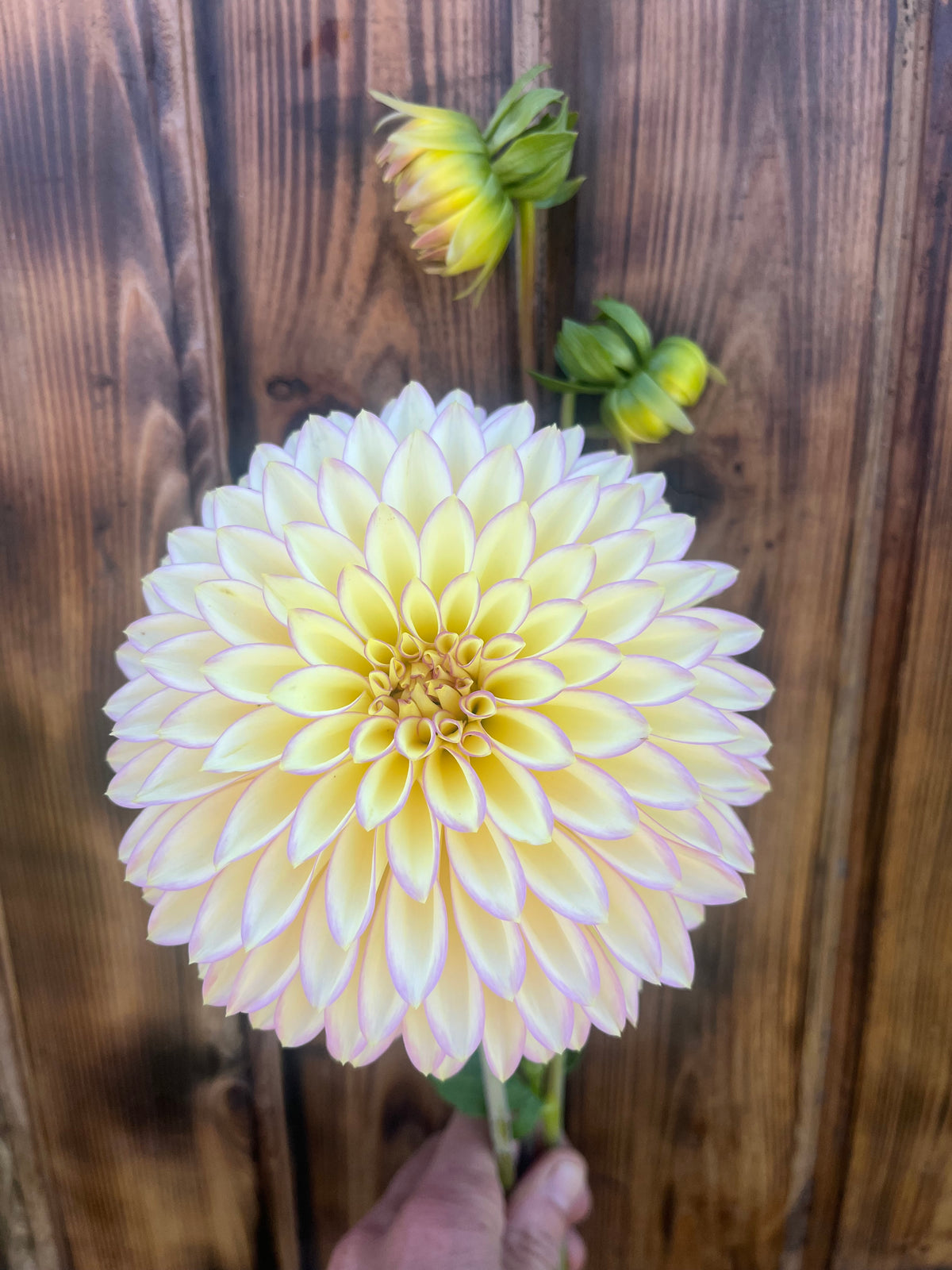 A large pale yellow dahlia flower with thin pink-purple edges, held in front of a rustic brown wooden plank background. Two smaller unopened buds are visible above the main flower, and a hand is holding the stem at the bottom.