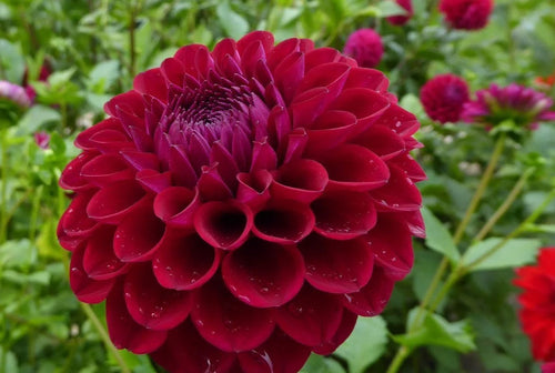 Babette dahlia tuber