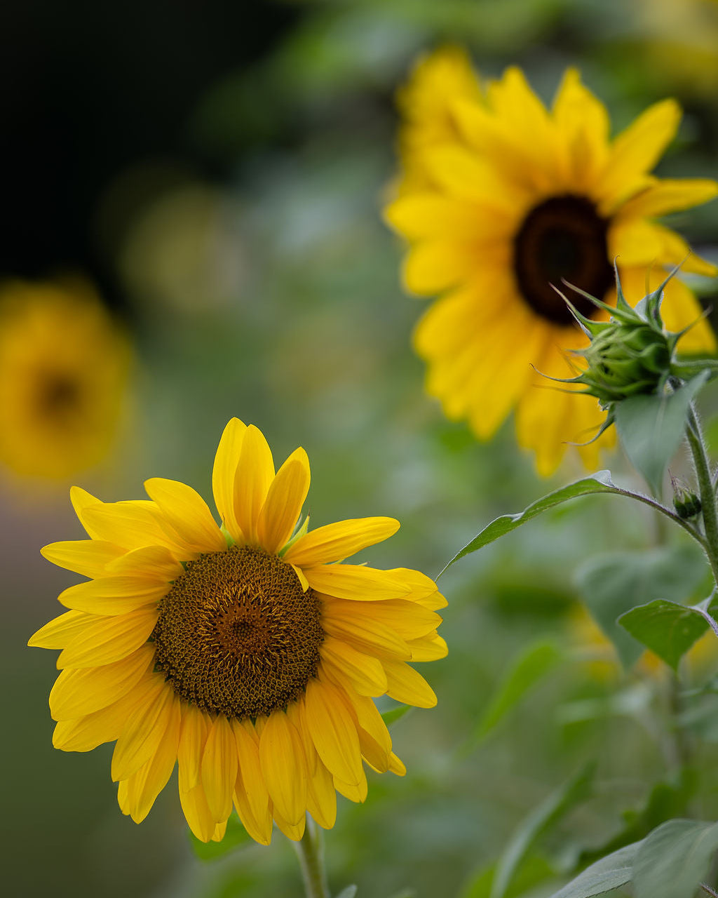 A close-up photograph of a bright yellow sunflower in full bloom, with another sunflower and green leaves blurred in the background. Bellingham, WA