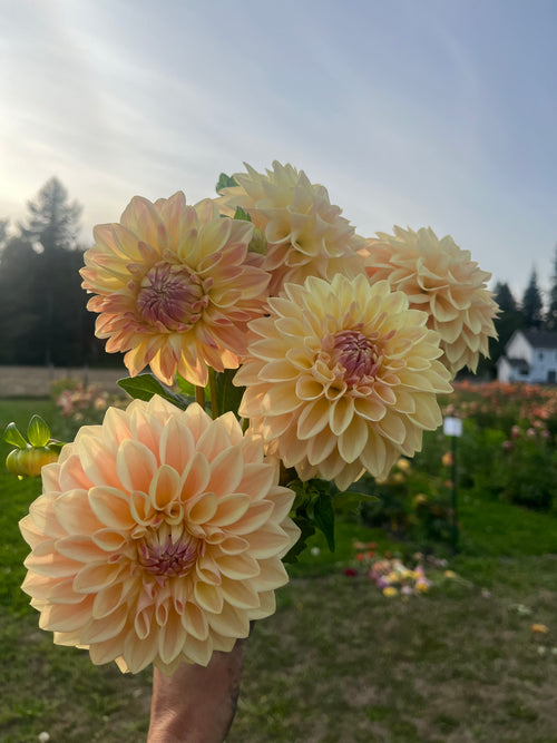 A hand holding a bouquet of large dahlia flowers in soft peach, cream, and pale yellow tones, photographed outdoors in a garden with grass, trees, and a house in the blurred background.