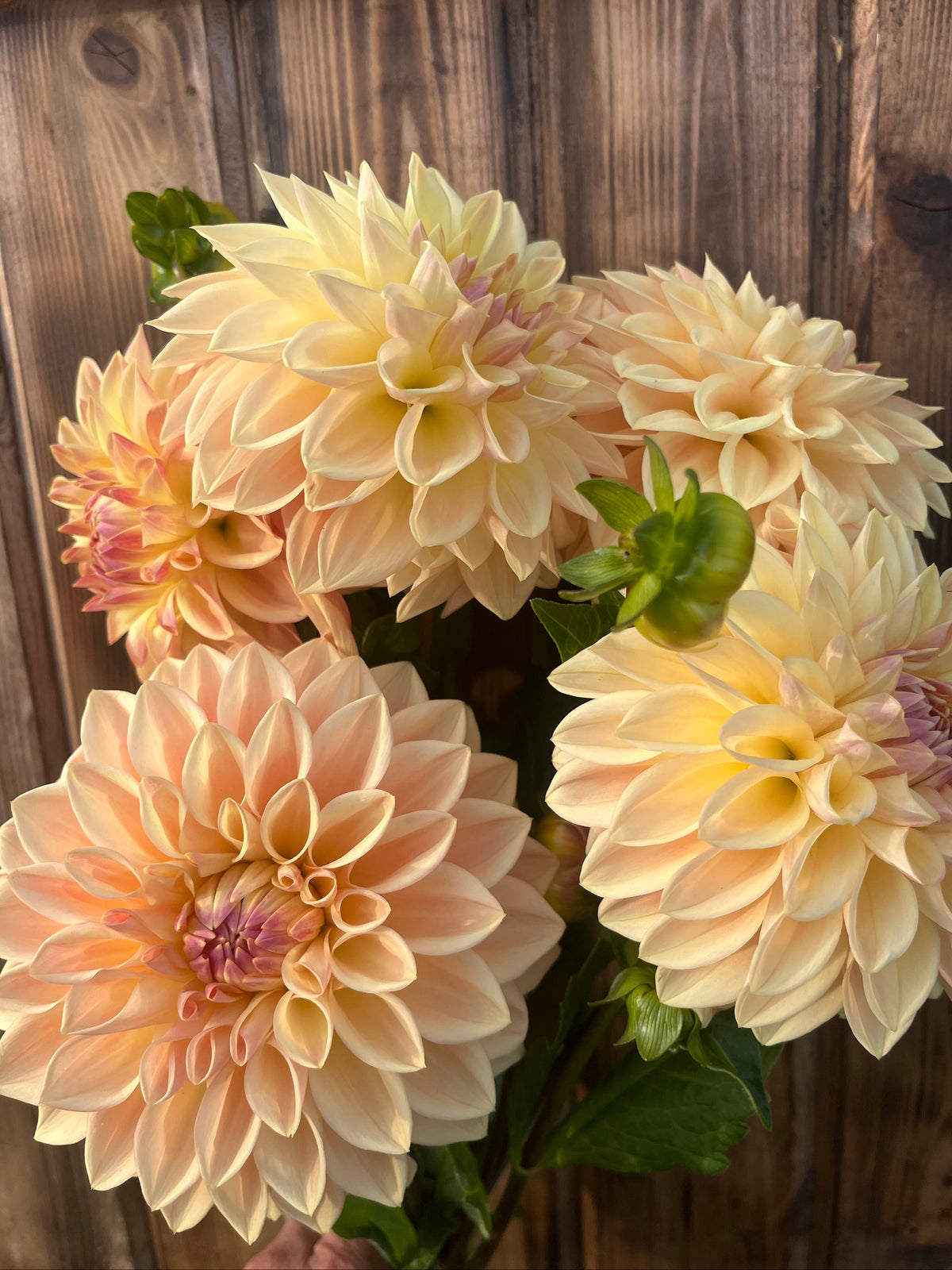 A bouquet of large peach and cream dahlia flowers with green leaves, photographed against a rustic dark wood plank background.