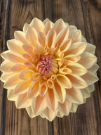 A single pale peach and cream dahlia flower with a pinkish-purple center, photographed from above on a dark brown wooden surface.