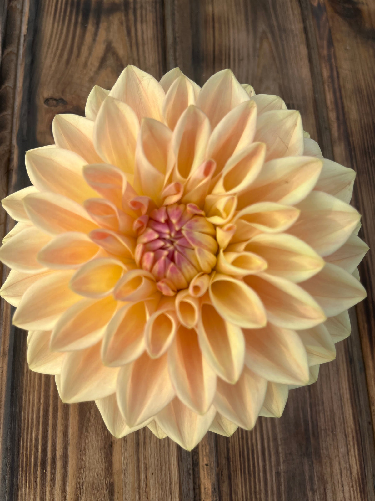 A single pale peach and cream dahlia flower with a pinkish-purple center, photographed from above on a dark brown wooden surface.