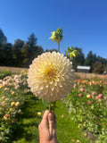 Bloomquist Blush dahlia bloom