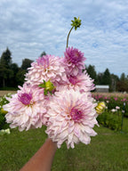 Bloomquist Compare dahlia tuber, a hand holding a bouquet of blooming pink and white dahlia flowers in a